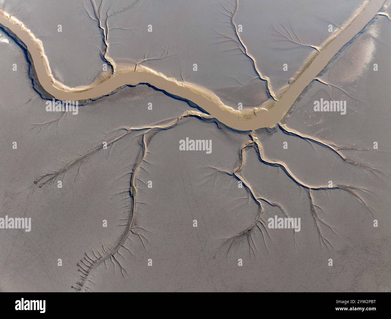 YANCHENG, CHINA - 8. DEZEMBER 2024 - Ein Gezeitenbaum in Form eines Drachenschwanzes wird im Feuchtgebiet des Gelben Meeres in Yancheng, dem ostchinesischen Jiang, gesehen Stockfoto