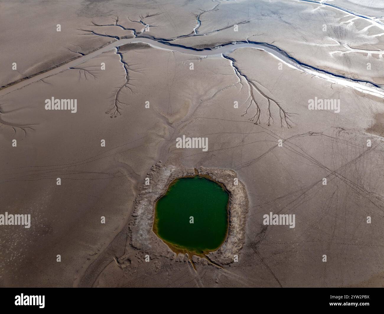 YANCHENG, CHINA - 8. DEZEMBER 2024 - Ein Gezeitenbaum in Form eines Drachenschwanzes wird im Feuchtgebiet des Gelben Meeres in Yancheng, dem ostchinesischen Jiang, gesehen Stockfoto