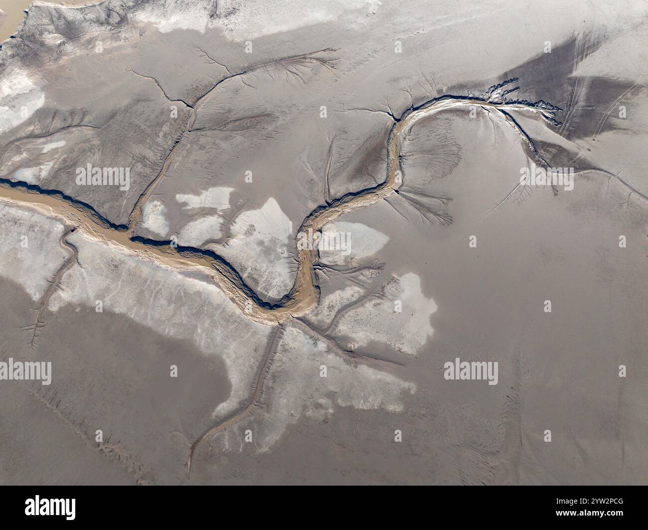 YANCHENG, CHINA - 8. DEZEMBER 2024 - Ein Gezeitenbaum in Form eines Drachenschwanzes wird im Feuchtgebiet des Gelben Meeres in Yancheng, dem ostchinesischen Jiang, gesehen Stockfoto