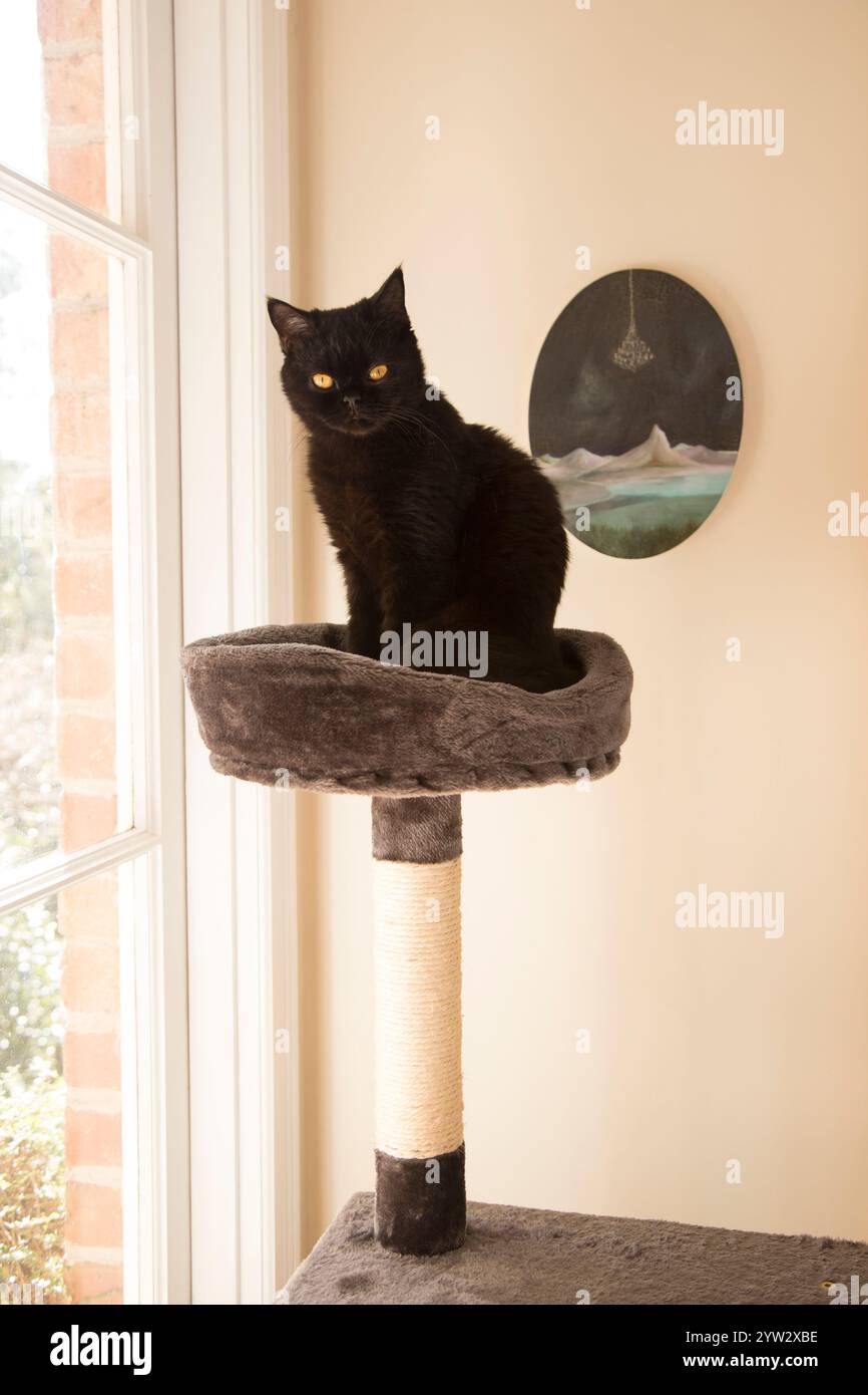 Eine schwarze Katze sitzt auf einem Katzenbaum an einem Fenster mit einem Gemälde an der Wand im Hintergrund, Auckland, Neuseeland Stockfoto