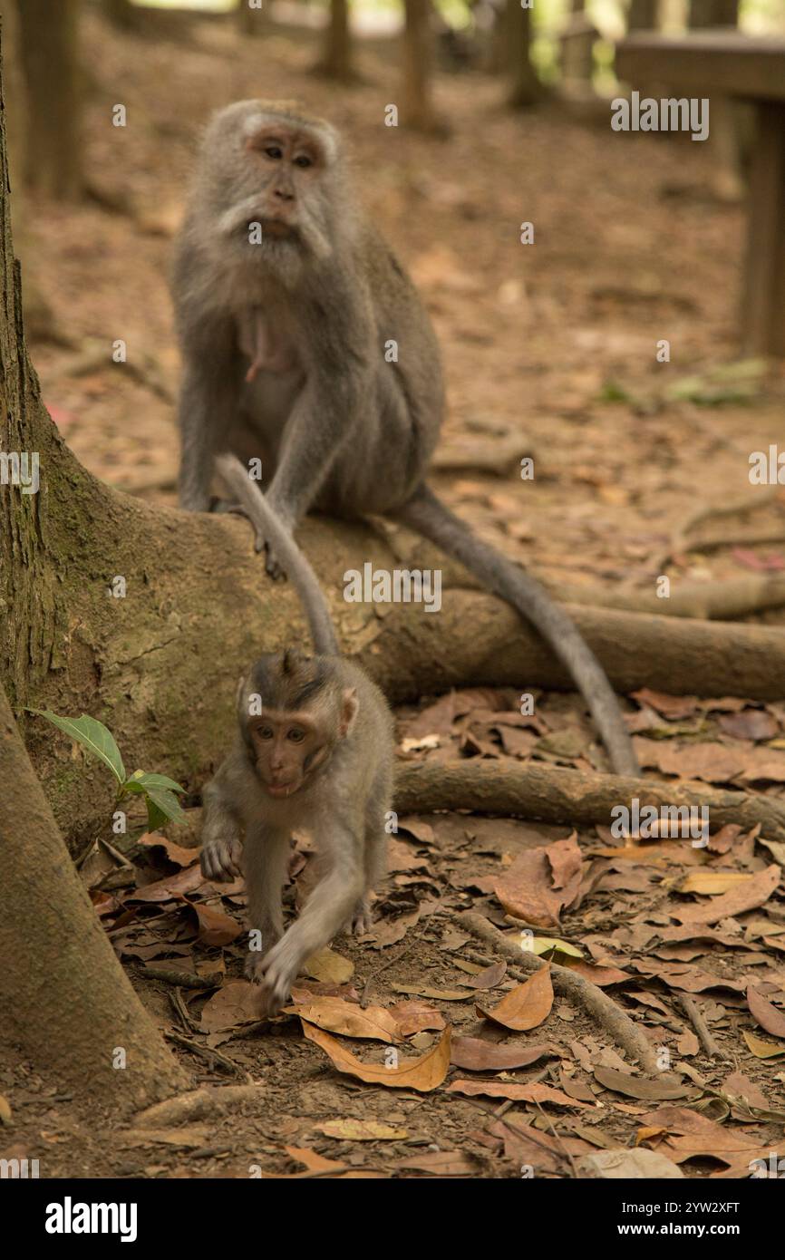 Zwei Affen in einer natürlichen Waldlandschaft, einer klettert auf einen Baum und der andere beobachtet seine Umgebung, Bali, Indonesien Stockfoto