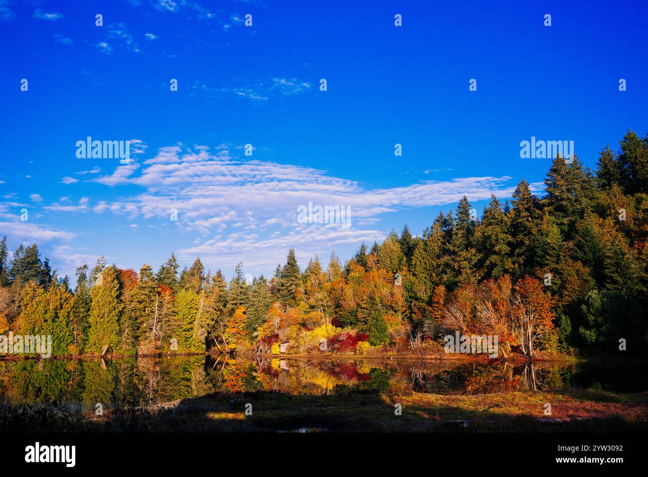 Herbstlandschaft mit bunten Bäumen, die sich in einem ruhigen See unter einem blauen Himmel mit verstreuten Wolken spiegeln. Stockfoto