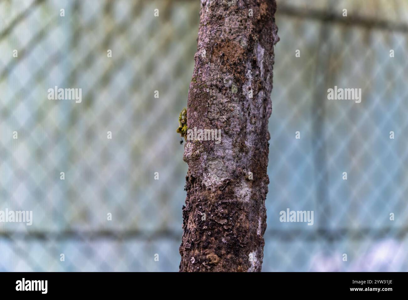 Ein Blattschwanzgecko (Uroplatus fimbriatus), perfekt getarnt auf einem Baumstamm. Sein einzigartiger, blattartiger Schwanz und seine Körperform ermöglichen es, sich in seine einzufügen Stockfoto