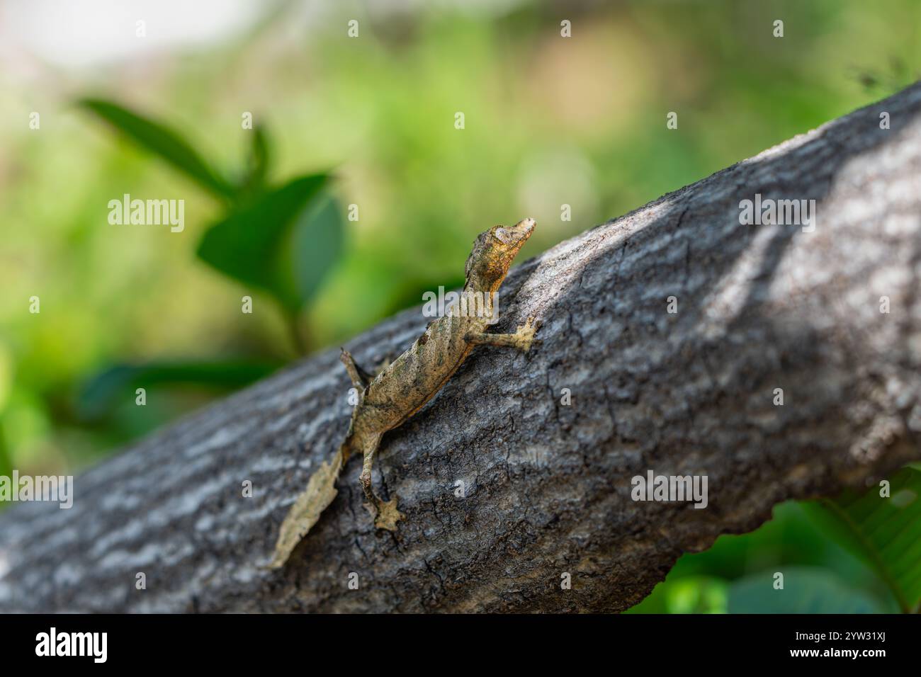 Ein Blattschwanzgecko (Uroplatus fimbriatus), perfekt getarnt auf einem Baumstamm. Sein einzigartiger, blattartiger Schwanz und seine Körperform ermöglichen es, sich in seine einzufügen Stockfoto