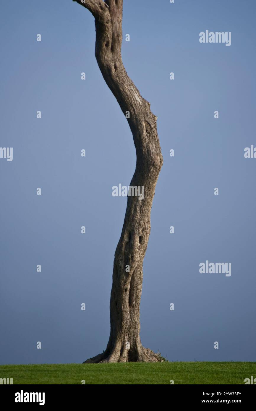 Einsamer Baum vor dem Küstennebel. Stockfoto