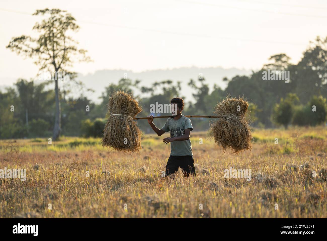 Der Landwirt führt am 1. Dezember 2024 auf einem Reisfeld in Bokakhat, Indien, geerntete Reisfelder. Sali-Reis ist die wichtigste Reiskultur i Stockfoto