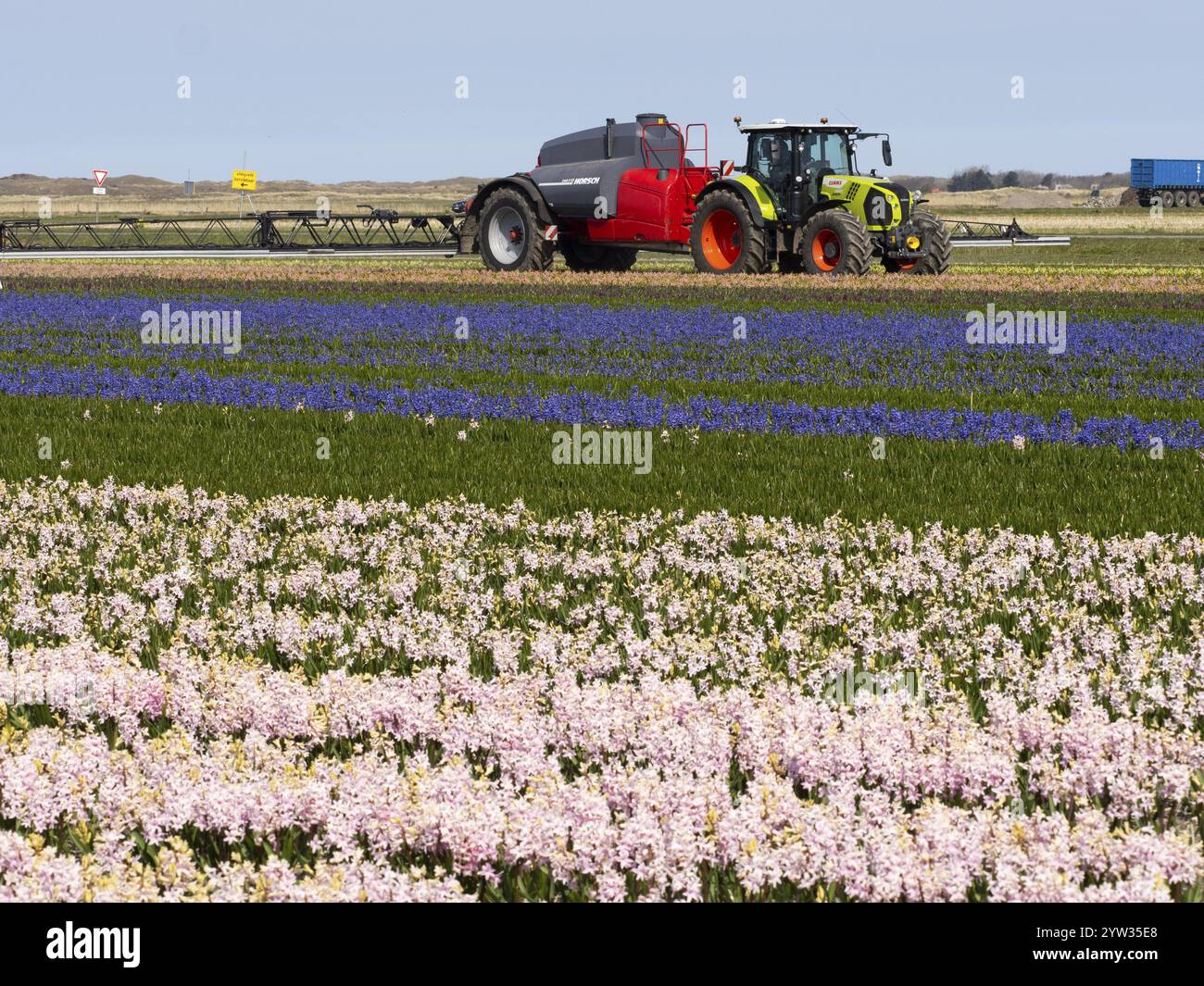 Hyazinth-Feld in Blume (Hyazinthus), Pflanzen, die als kommerzielle Kulturpflanze für ihre Zwiebeln angebaut werden und gegen Schädlinge und Krankheiten gesprüht werden, mit Traktor und en Stockfoto