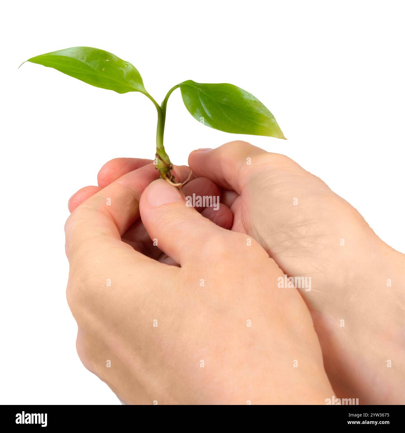 Eine Hand unterstützt eine zarte grüne Pflanze, die das Konzept des Wachstums und der Pflege in der ökologischen Nachhaltigkeit veranschaulicht. Stockfoto