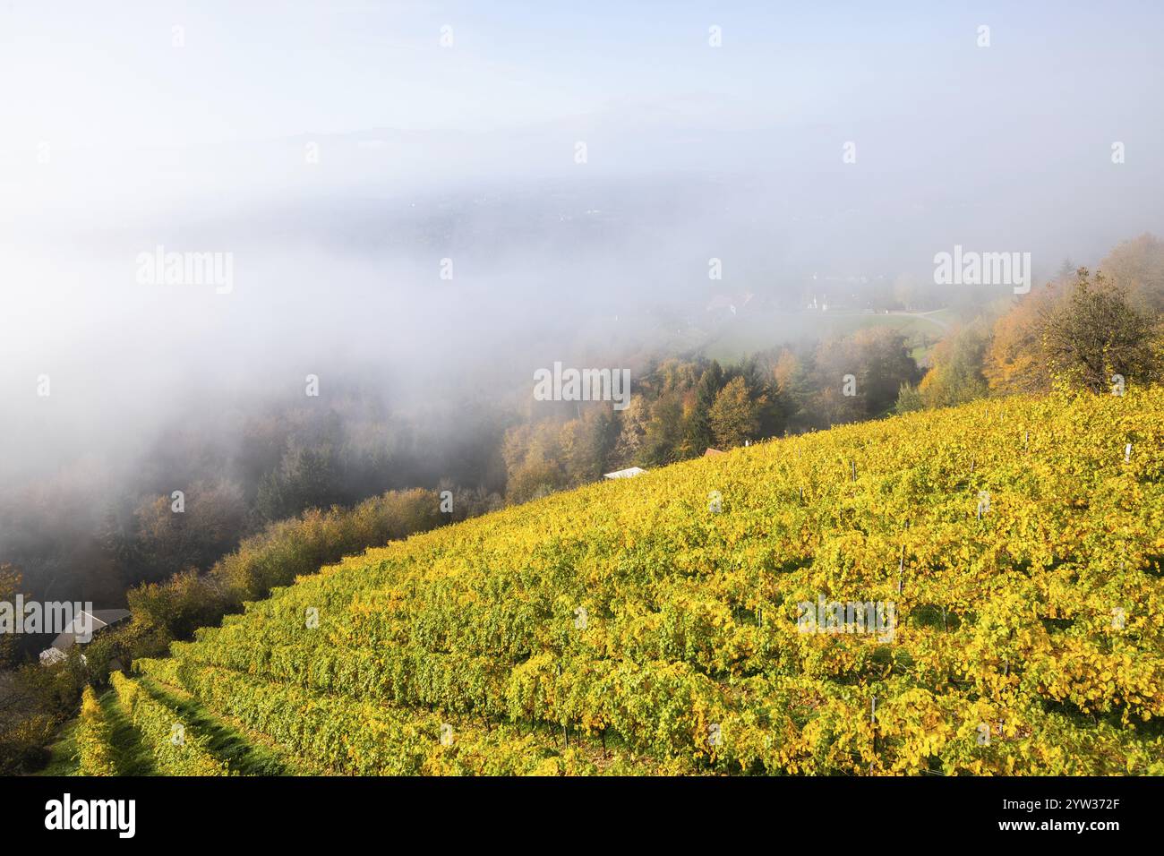 Herbstnebel zieht über einen Weinberg, Blick von der Aussichtsplattform Panoramasteg Sausal, St. Andrae-Hoech, Sausal, Steiermark, Österreich, Europa Stockfoto