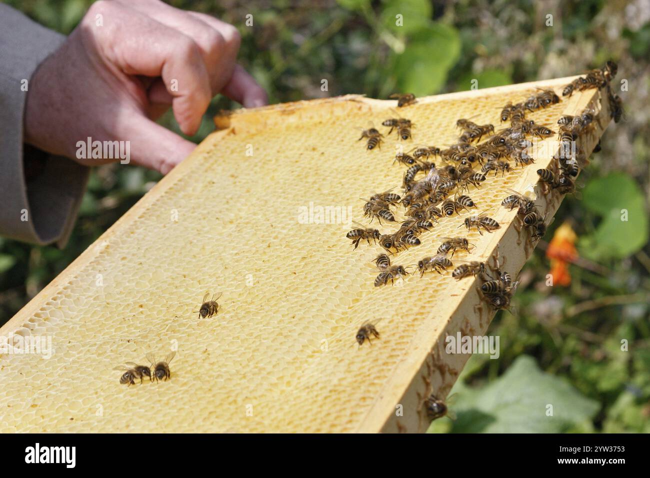 Honigbiene (APIs mellifera) Bienenzucht, Rheinland-Pfalz, Deutschland, Europa Stockfoto