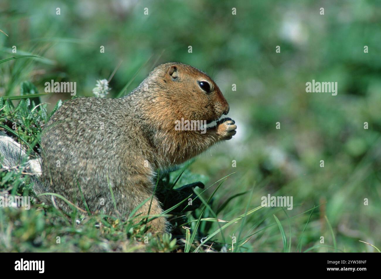 Arctic Ground Eichhörnchen, Denali-Nationalpark, Alaska, USA, (Citellus undulatus, Spermophilus parryii), Nordamerika Stockfoto