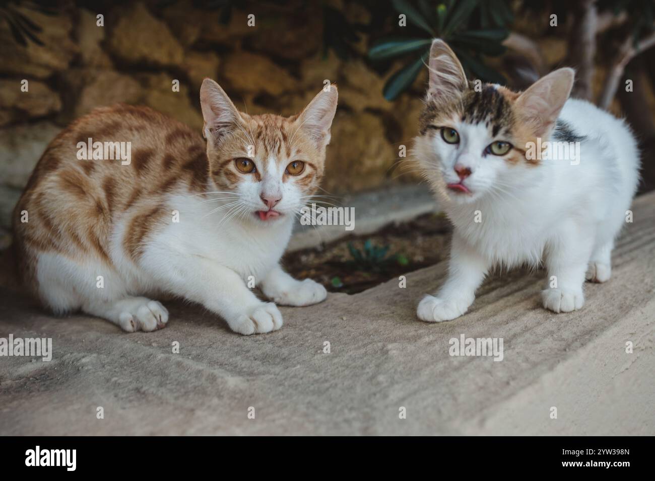 Zwei junge Katzen halten ihre Zunge aus Stockfoto