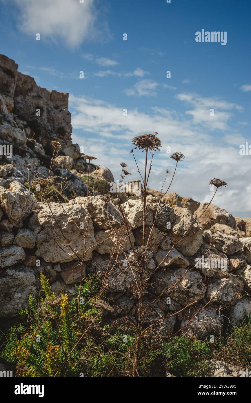 Getrocknete Blüten im Relief vor blauem Himmel Stockfoto