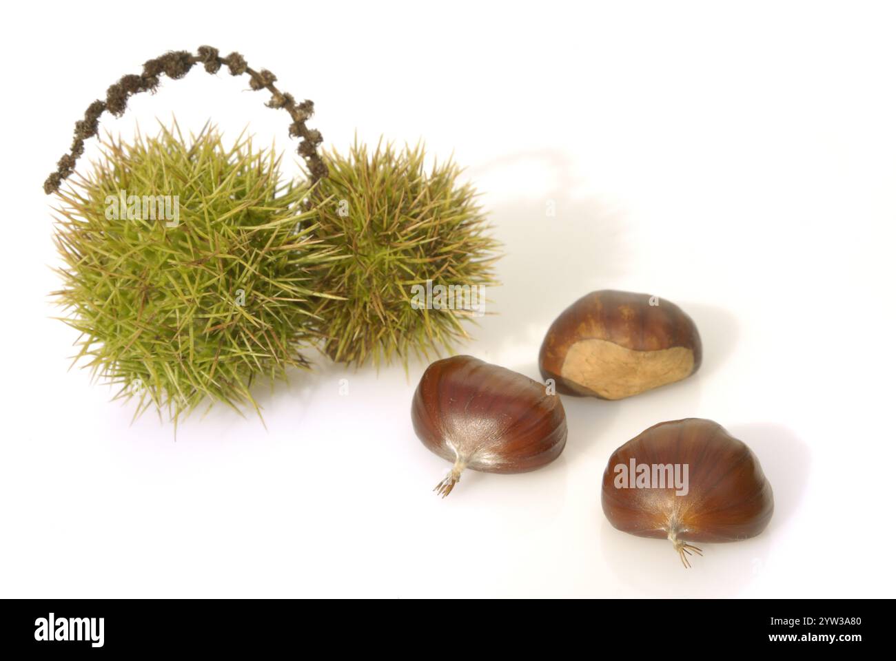 Süße Kastanie, Früchte (Castanea sativa) Stockfoto