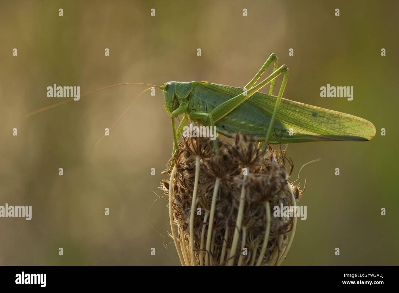 Große große grüne Buschkricket (Tettigonia viridissima) Rheinland-Pfalz Deutschland Stockfoto