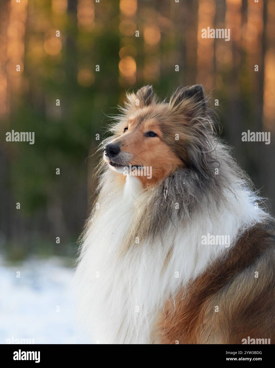 Ein Collie-Hund mit langem Pelz steht in einem verschneiten Wald und blickt in die Ferne. Sein dickes Fell und seine auffällige Haltung stehen im Kontrast zum Stockfoto