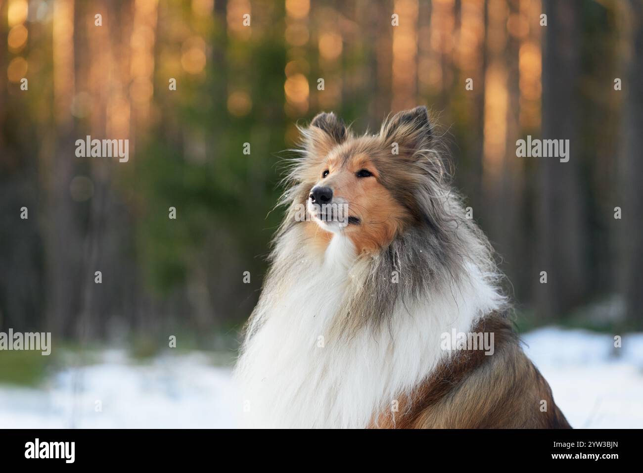 Ein Collie-Hund mit einem langen flauschigen Fell blickt in die Ferne in einem verschneiten Winterwald. Seine elegante Haltung und das dicke Fell werden vom warmen Licht umrahmt Stockfoto