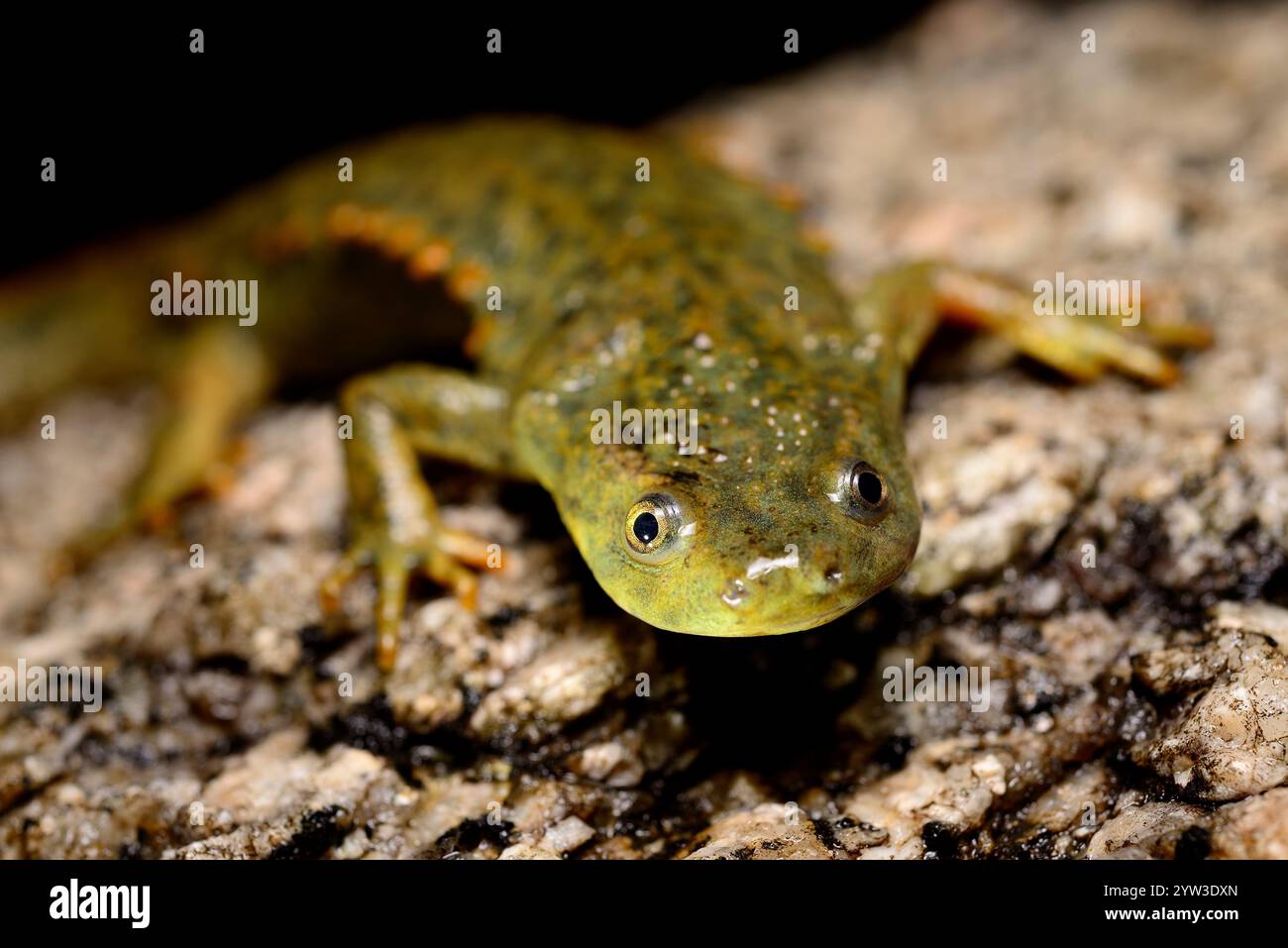 Spanischer Rippenmolch (Pleurodeles waltl) in der Nähe von Valdemanco, Madrid, Spanien Stockfoto