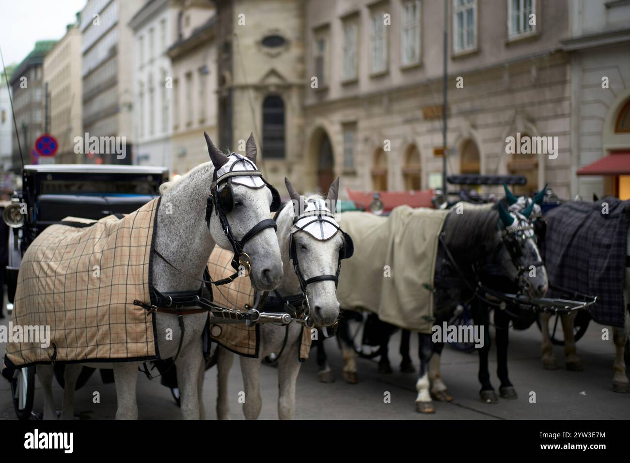 Zwei Pferde in Decken stehen nebeneinander mit Hartzeugen in städtischer Umgebung, mit historischen Gebäuden und einer Straße im Hintergrund, Wien, Österreich Stockfoto