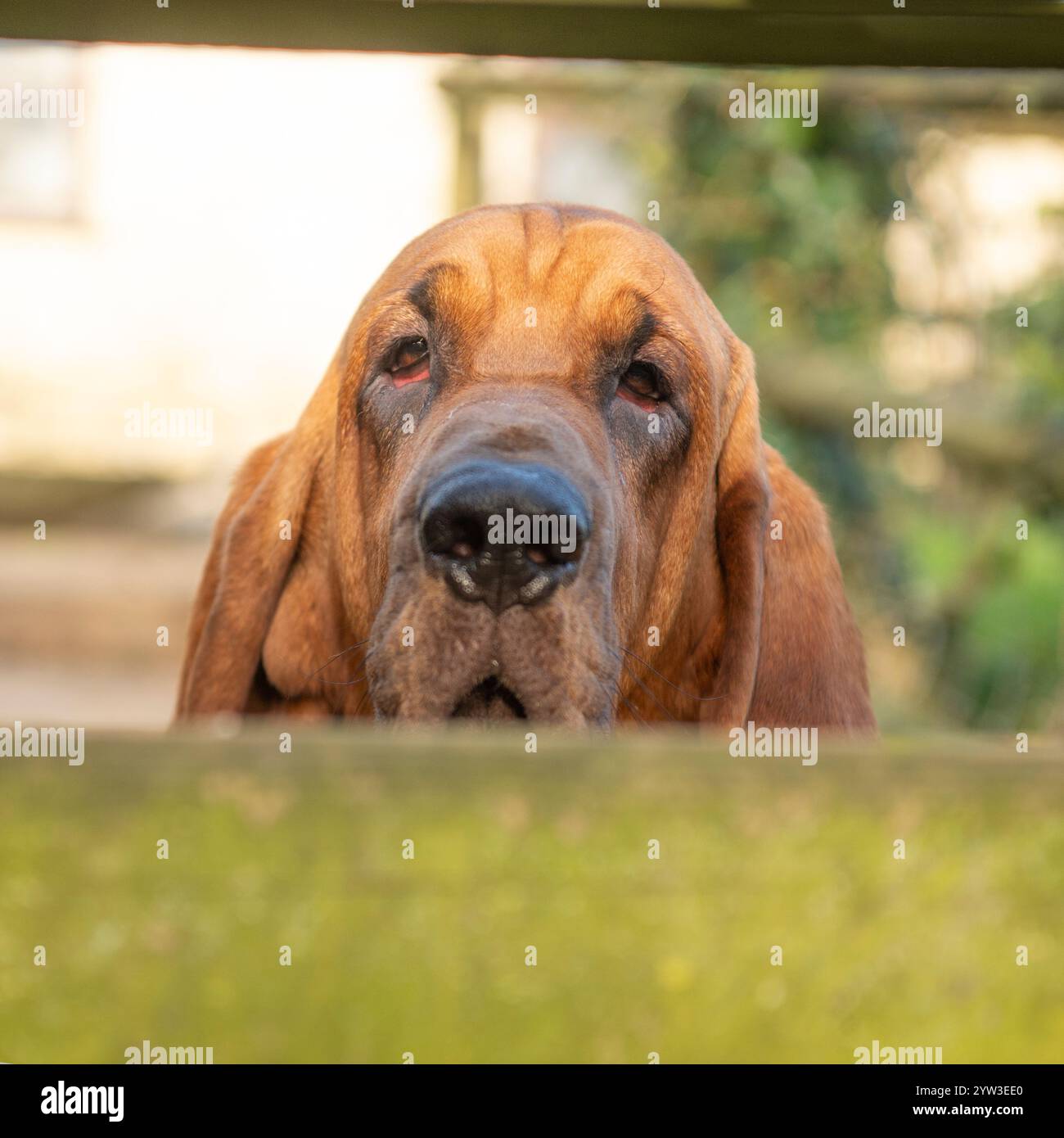 Bloodhound, Blick durch ein Tor Stockfoto