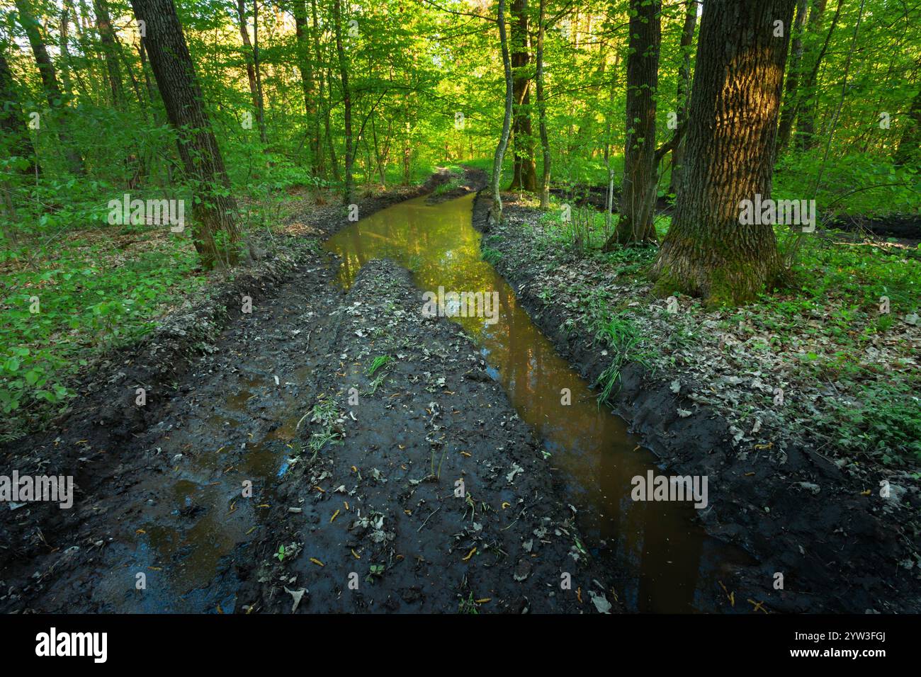 Eine große Wasserpfütze auf einer Feldstraße im Frühlingsgrünen Wald Stockfoto