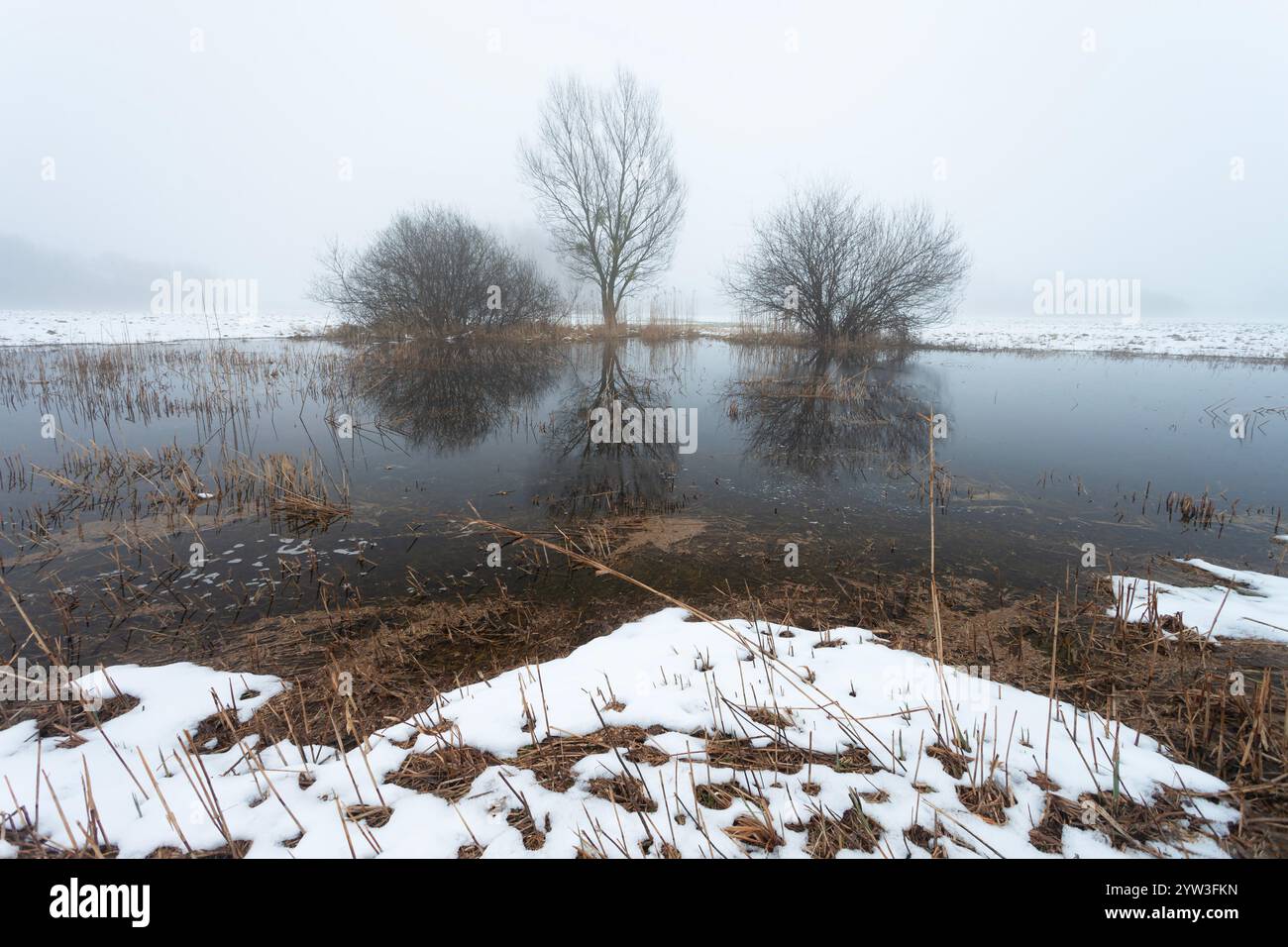 Blick auf eine Wiese mit schneebedecktem Wasser mit Bäumen am Horizont im Nebel, Nowiny, Lubelskie, Polen Stockfoto
