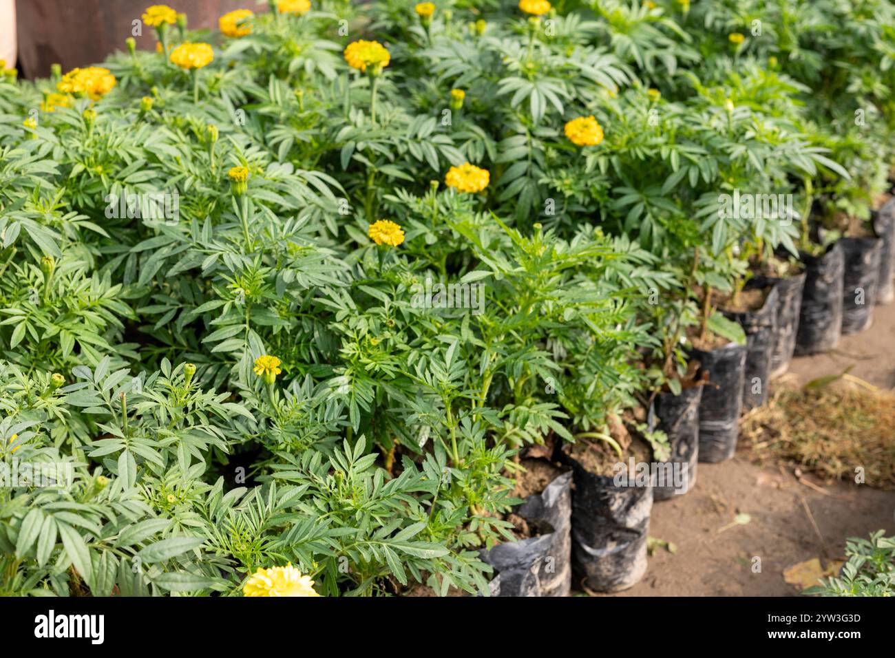 Gelbe Ringelblumenpflanzen in schwarzen Plastiktüten. Ringelblumenkeimlinge zum Anpflanzen im Garten. Stockfoto