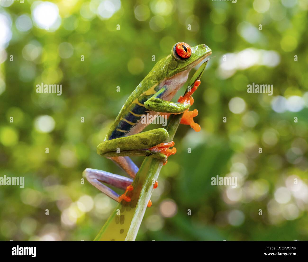 Rotaugenfrosch (Agalychnis callidryas), auf einem Zweig sitzend, Provinz Heredia, Costa Rica, Mittelamerika Stockfoto