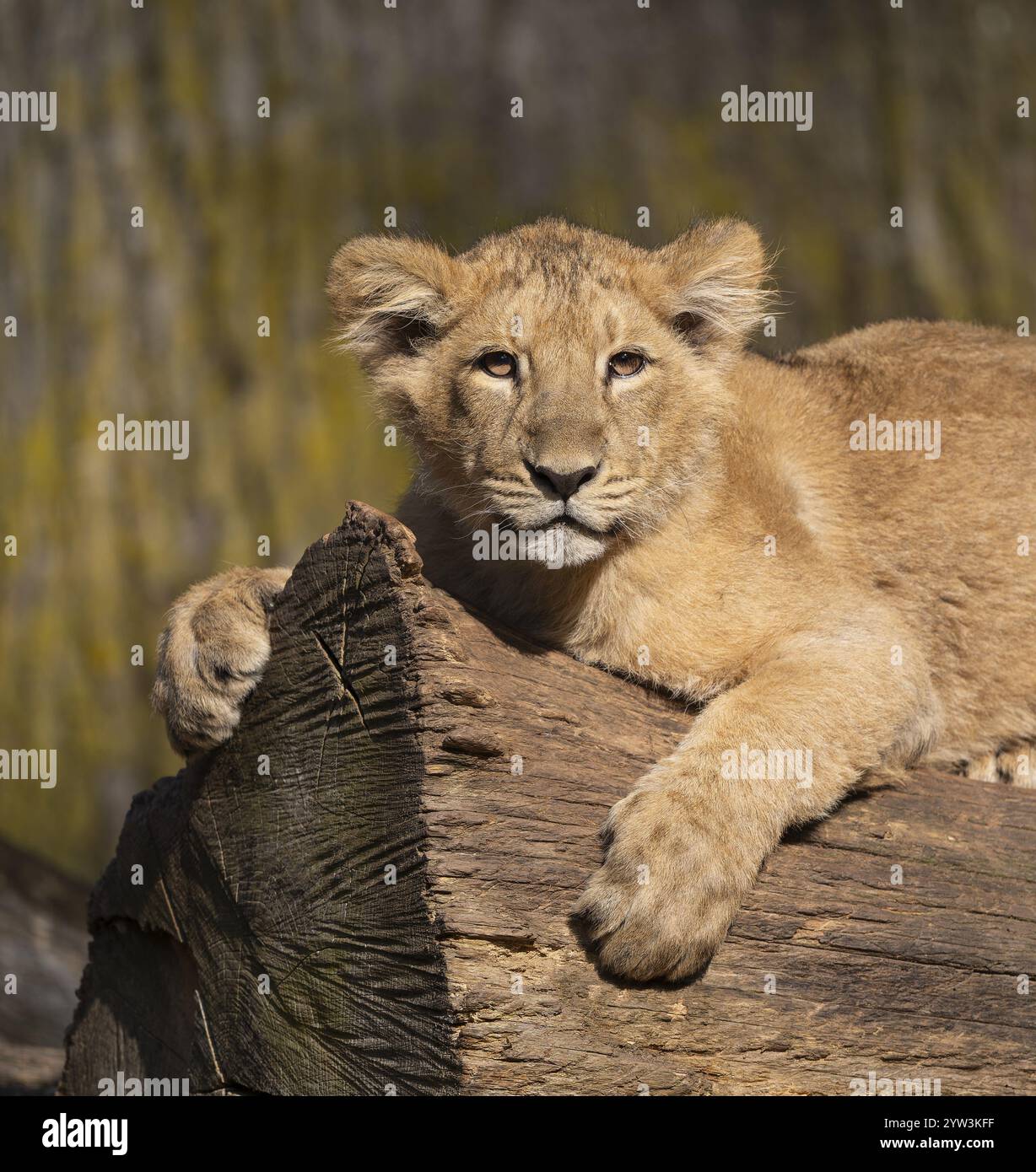 Asiatischer Löwe (Panthera leo persica), Junge auf einem Baumstamm liegend und aufmerksam schauend, in Indien, gefangen Stockfoto