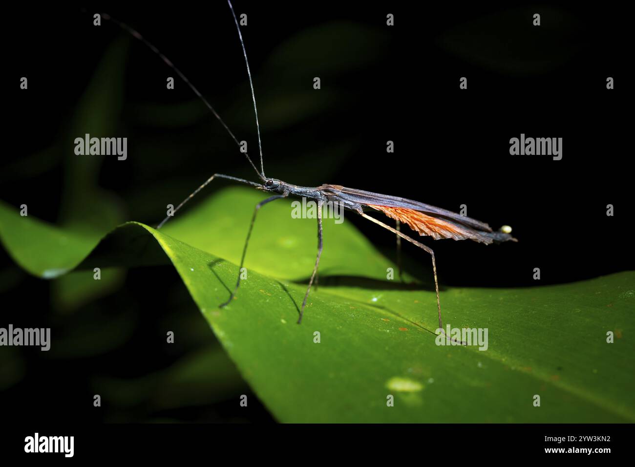 Geisterinsekte (Phasmatodea) sitzt auf einem Blatt, nachts im tropischen Regenwald, Provinz Heredia, Costa Rica, Mittelamerika Stockfoto