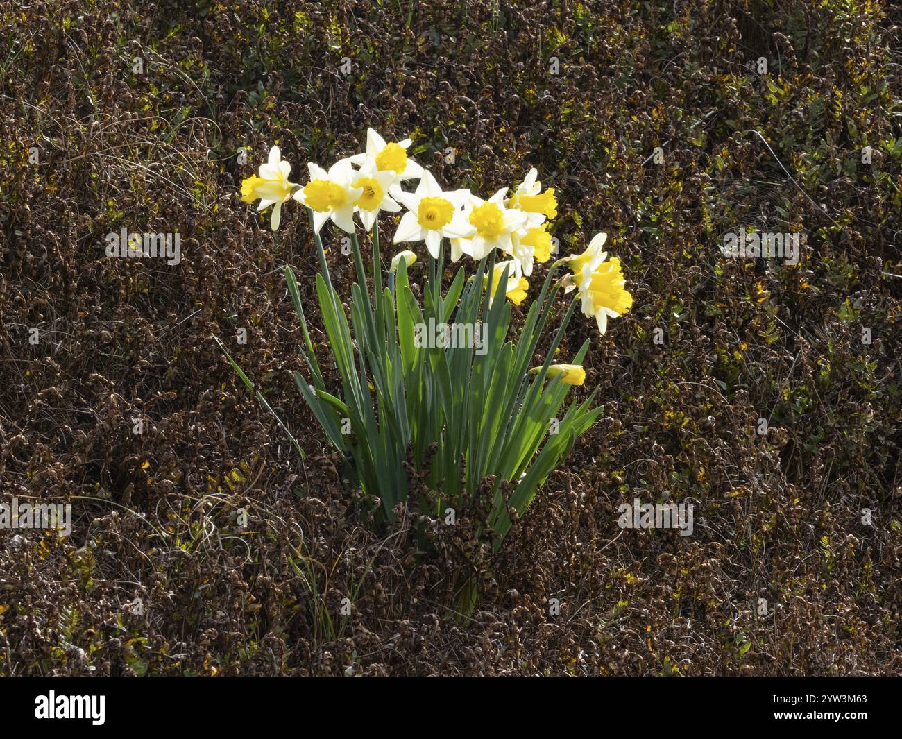 Narzissen (Narcissus Sp.) Gruppe, die wild auf einem Damm wächst, wahrscheinlich Gartenflüchte, Insel Texel, Deutschland, Europa Stockfoto