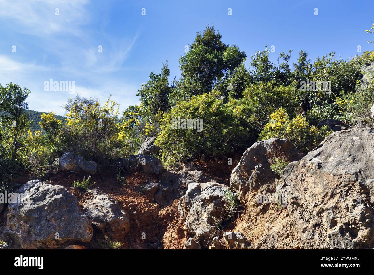 Vegetation an einem felsigen Hang, Schleierwolken im Frühling, Parnon-Berge, Arkadien, Peloponnes, Griechenland, Europa Stockfoto