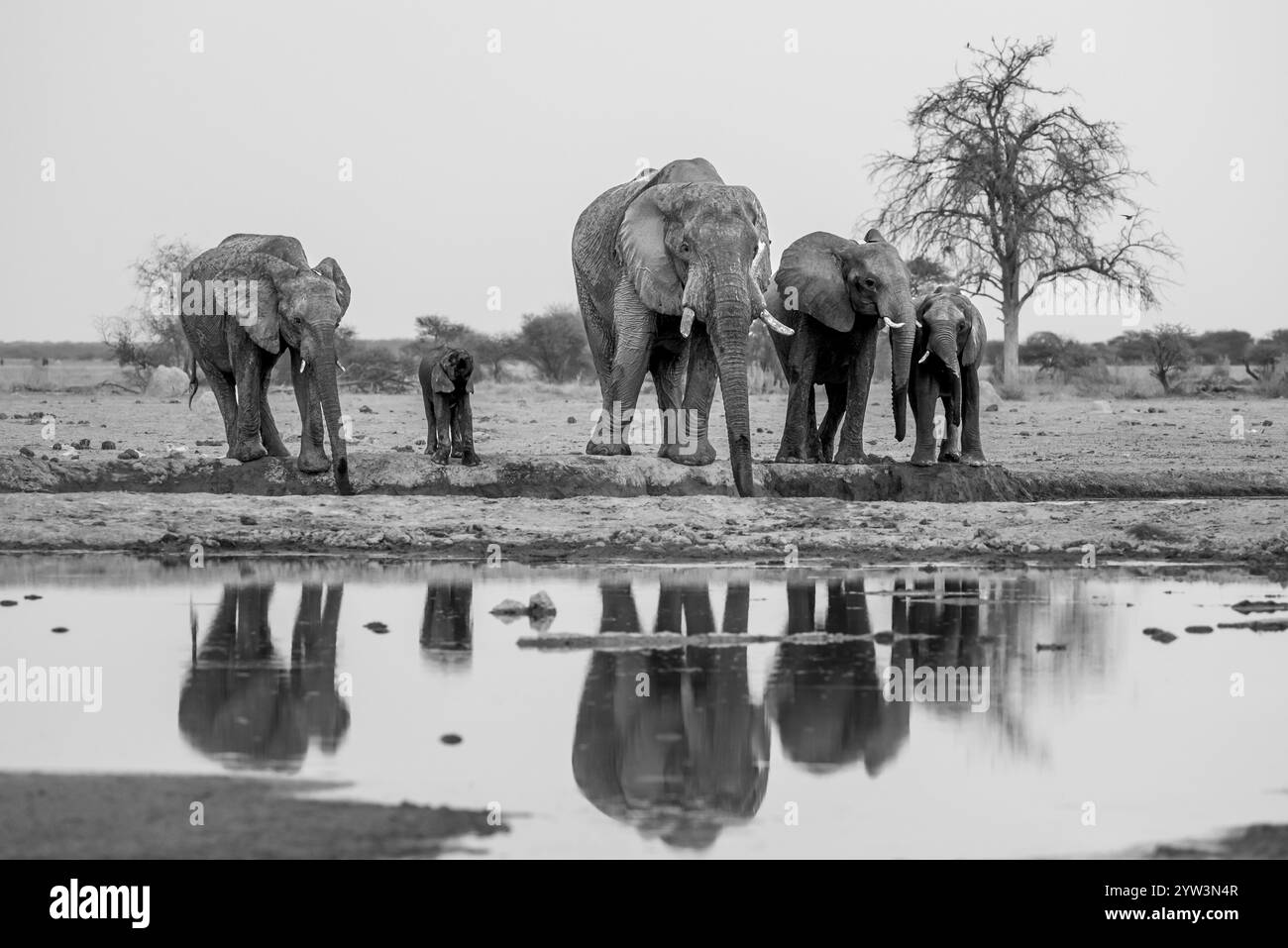 Afrikanischer Elefant (Loxodonta africana), Gruppe trinkt am Wasserloch, Reflexion, Schwarzweißfoto, Nxai Pan Nationalpark, Botswana, Afrika Stockfoto