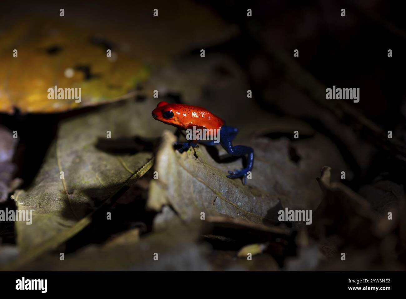 Erdbeerfrosch (Oophaga pumilio) auf einem gelben Blatt, tropischer Regenwald in der Nacht, Provinz Heredia, Costa Rica, Mittelamerika Stockfoto