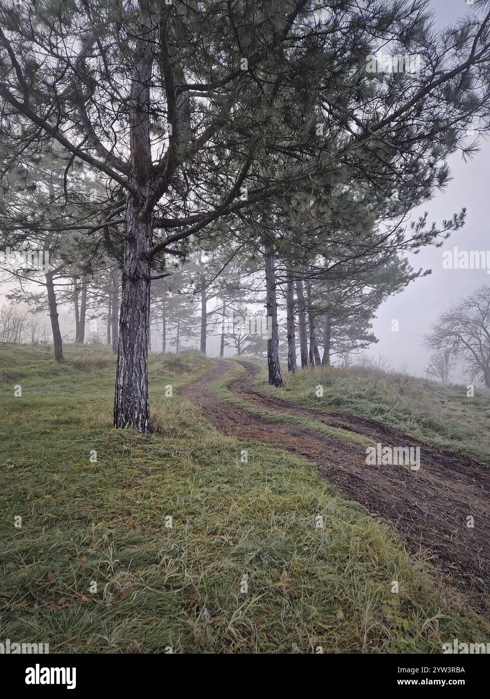 Gewundener Schotterweg bergauf durch ein bewaldetes Gebiet mit hohen Kiefern. Nebelige Szene, ruhige Atmosphäre mit Boden bedeckt mit grünem, mattiertem Gras Stockfoto