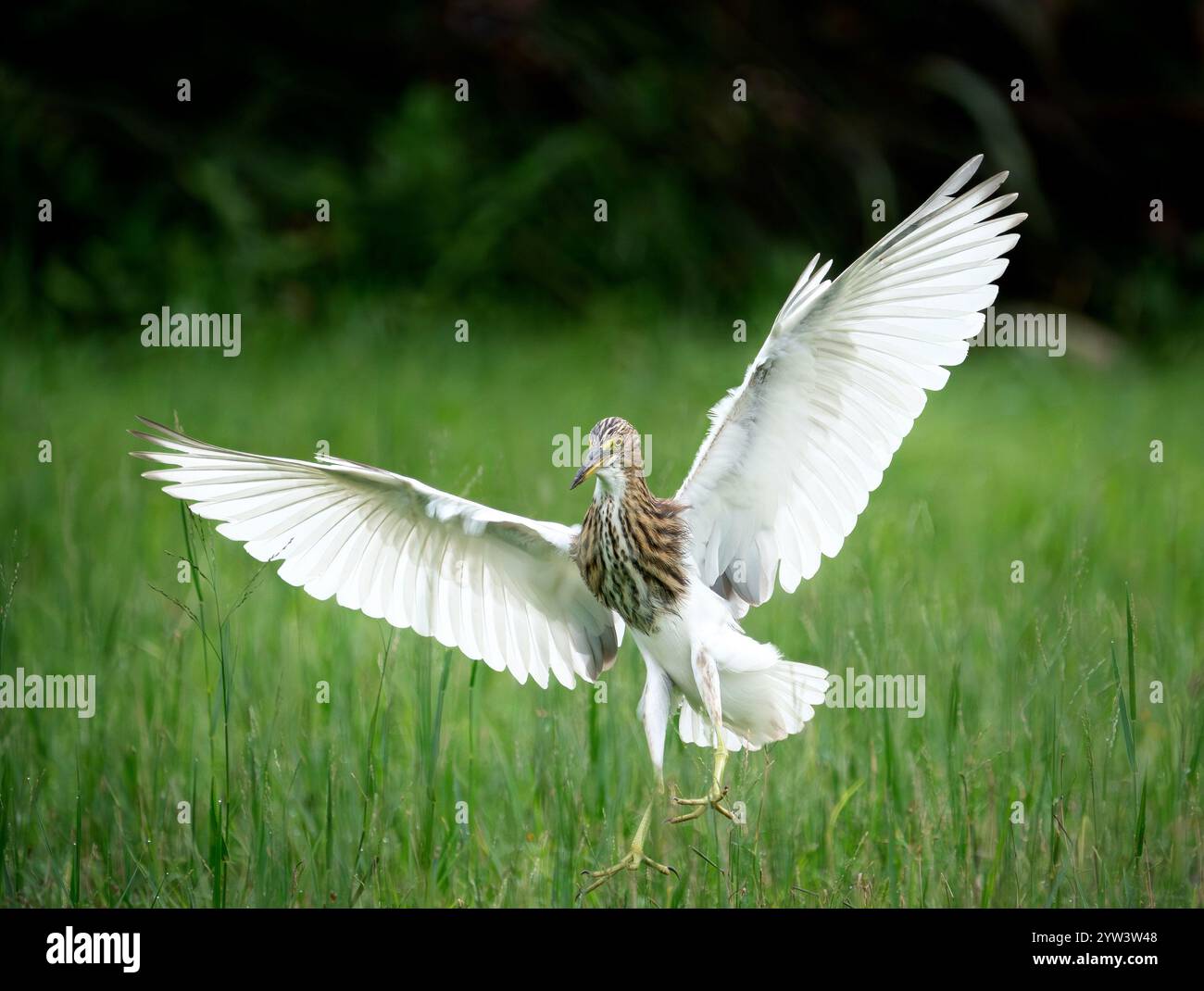 Teichreiher mit ausgestreckten Flügeln Stockfoto