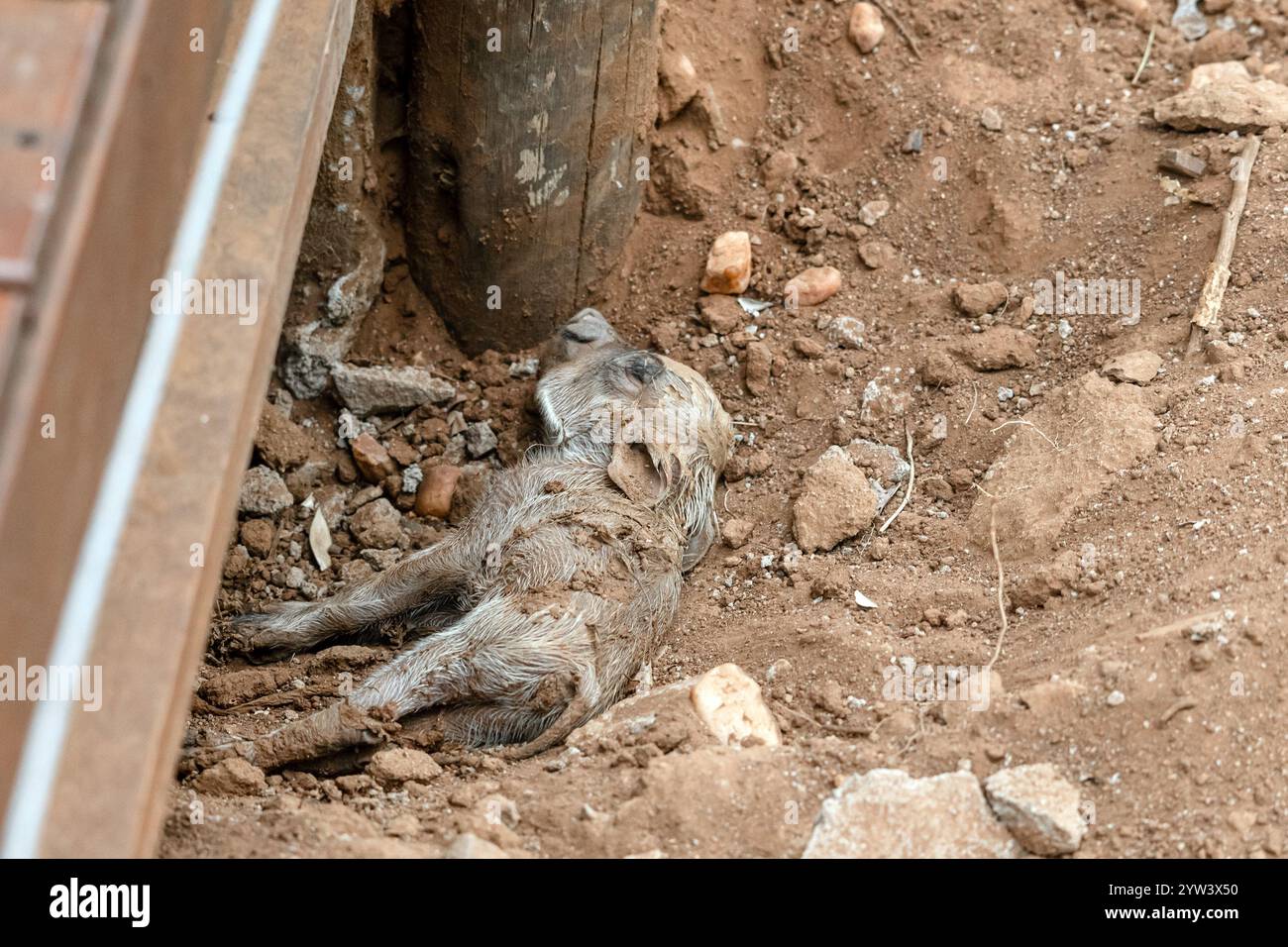 Häufiges Warzenschwein Neugeborenes. Gerade geborenes Warzenschwein auf Hotelgelände. Tierwelt, Südafrika Safari. Phacochoerus africanus in der wilden Natur. Kontin Stockfoto