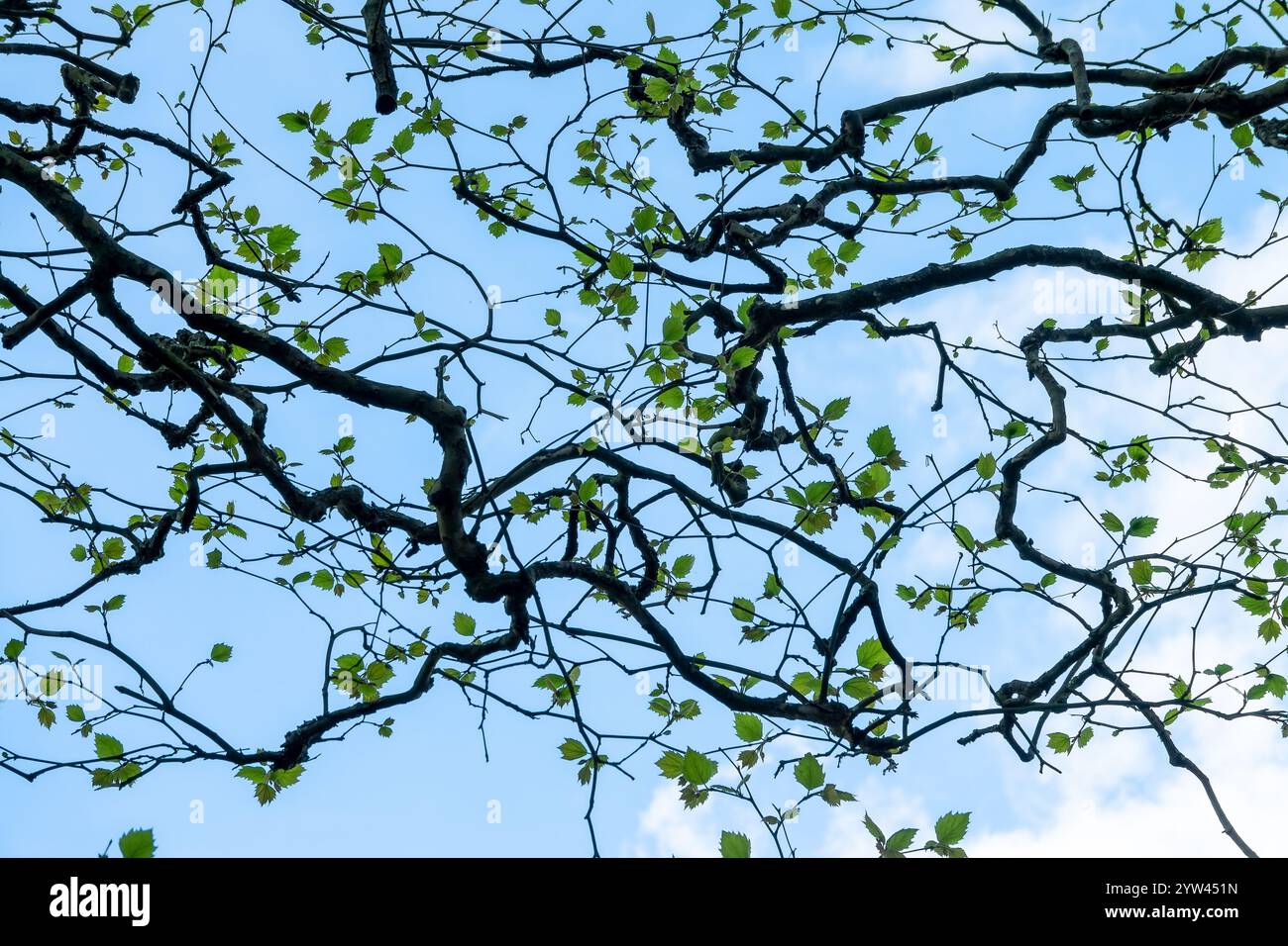 Verdrehte Baumzweige mit Blättern im Frühling auf blauem Himmel Hintergrund Stockfoto