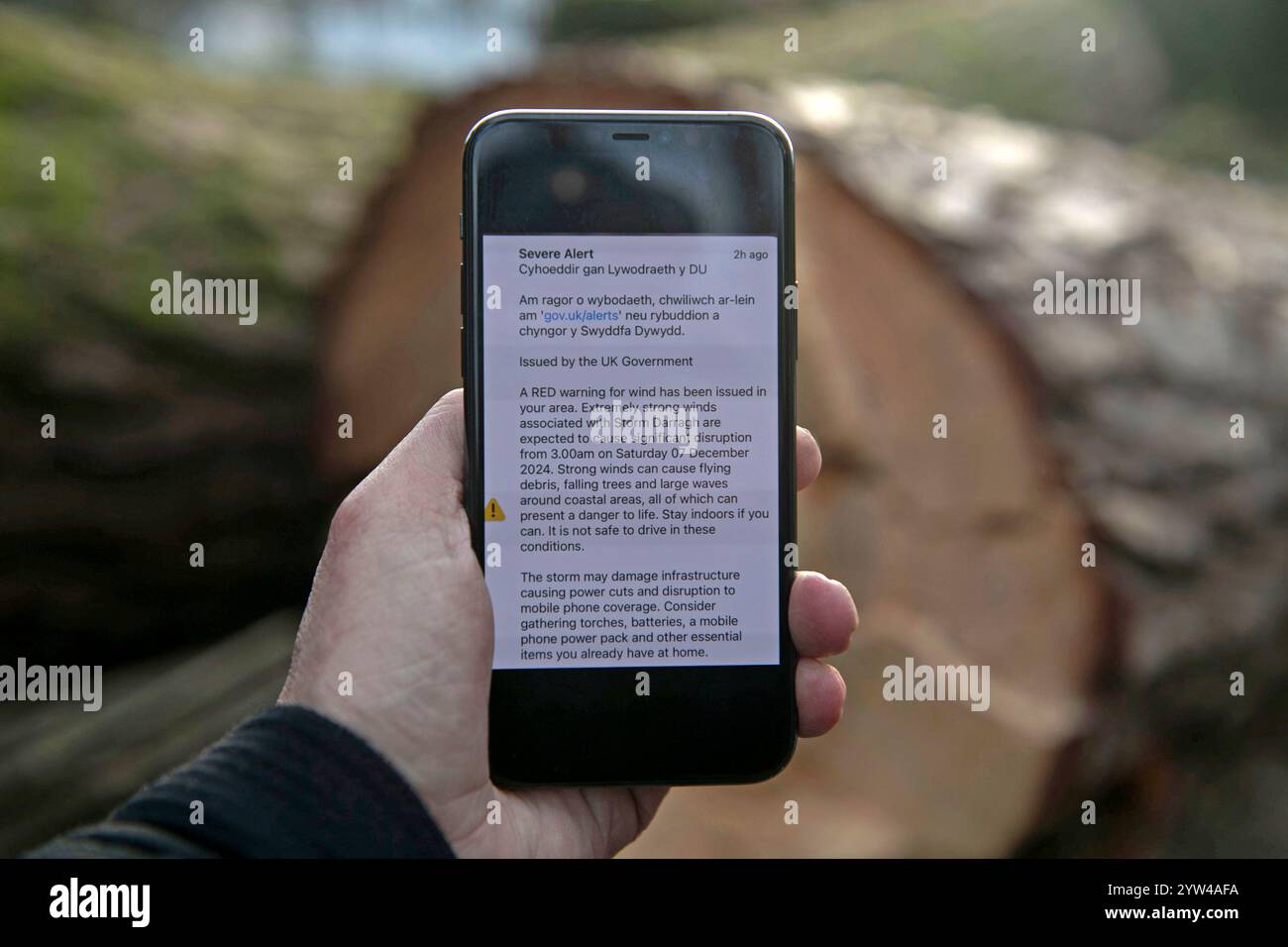 Swansea, Großbritannien. Dezember 2024. Unwetterwarnung der britischen Regierung auf einem Mobiltelefon vor großen, Reifen Bäumen in Clyne Gardens, Swansea, die am Wochenende vom Sturm Darragh getroffen wurden. Quelle: Phil Rees/Alamy Live News Stockfoto