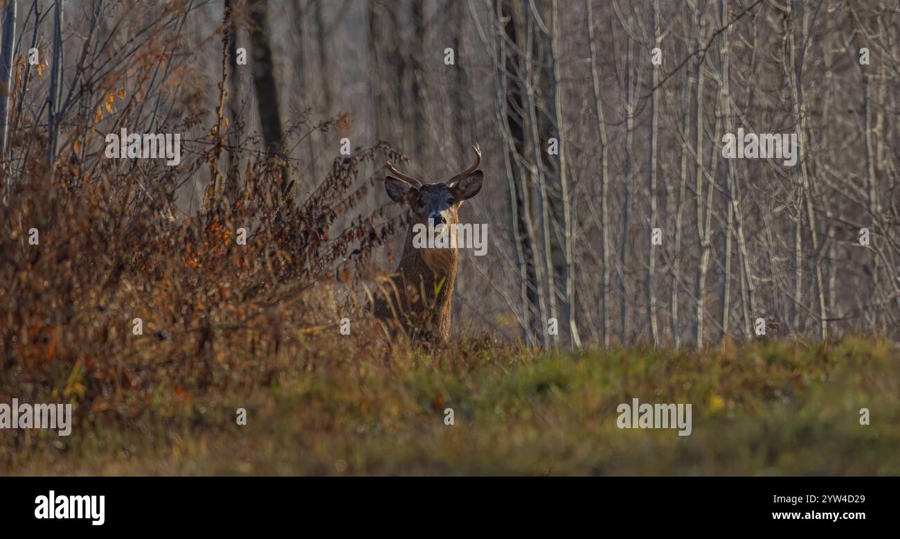 Weißschwanz-Bock während der Rut im nördlichen Wisconsin. Stockfoto