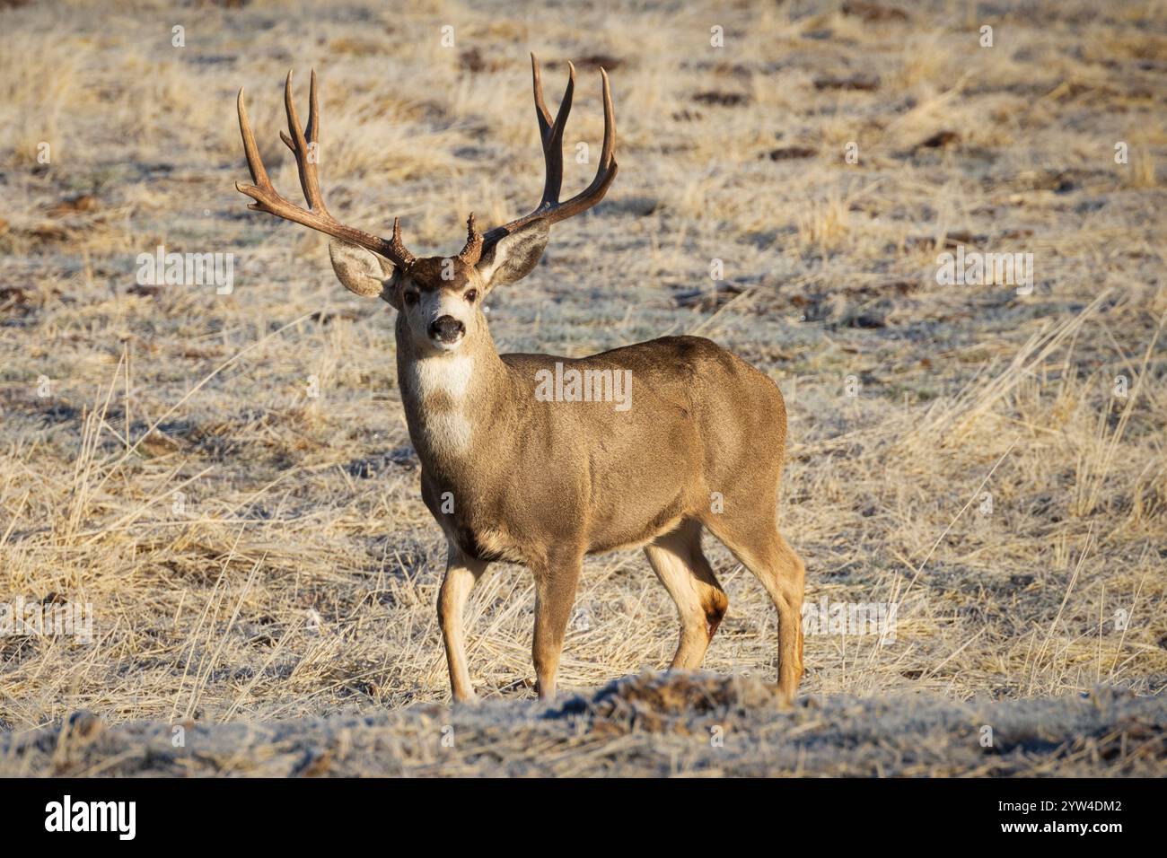 Großer Maultierhirsch (Odocoileus hemionus), der in einem Feld im Lassen County Kalifornien, USA, im warmen Morgenlicht steht. Stockfoto