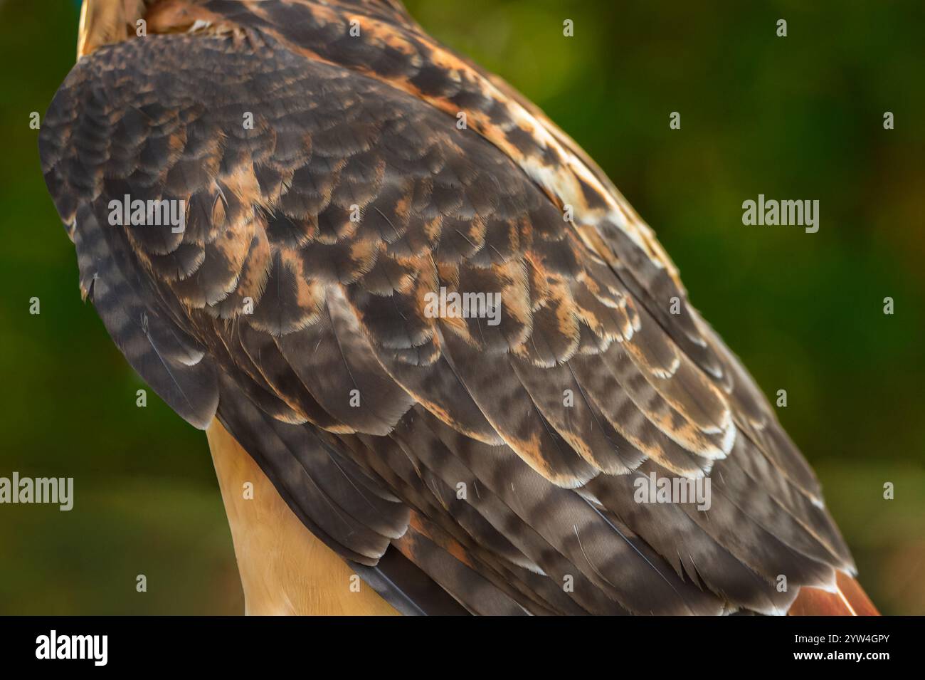 Rotschwanzfalke (Buteo jamaicensis) Rückenfedern - Gefangener Vogel Stockfoto