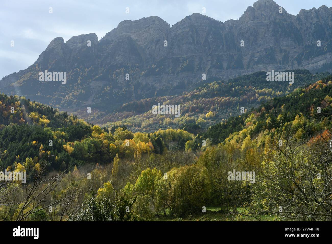 Herbstwald von Piedrafita de Jaca - Huesca Stockfoto