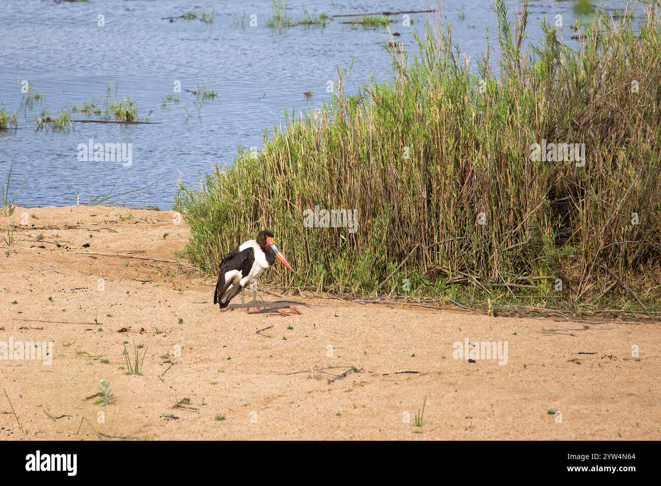 Weiblicher Sattelschnabelstorch, Ephippiorhynchus senegalensis, der größte Storch in Ostafrika, im Kruger-Nationalpark, Südafrika. Stockfoto