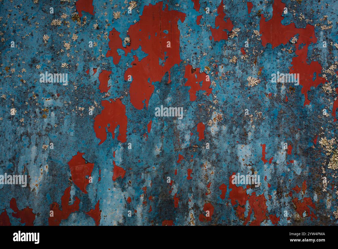 Die Textur einer blauen Metalloberfläche mit abblätternder Farbe, die eine ältere rote Schicht darunter freigibt und einen lebendigen und verwitterten Effekt erzeugt. Stockfoto