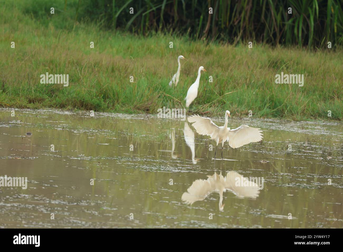 „Catchy Sight of December“: Zwischenreiher, die am Vorabend anlanden, um ihre Beute zu fangen, ist eine häufige Szene auf vielen Reisfeldern in Kerala. Stockfoto