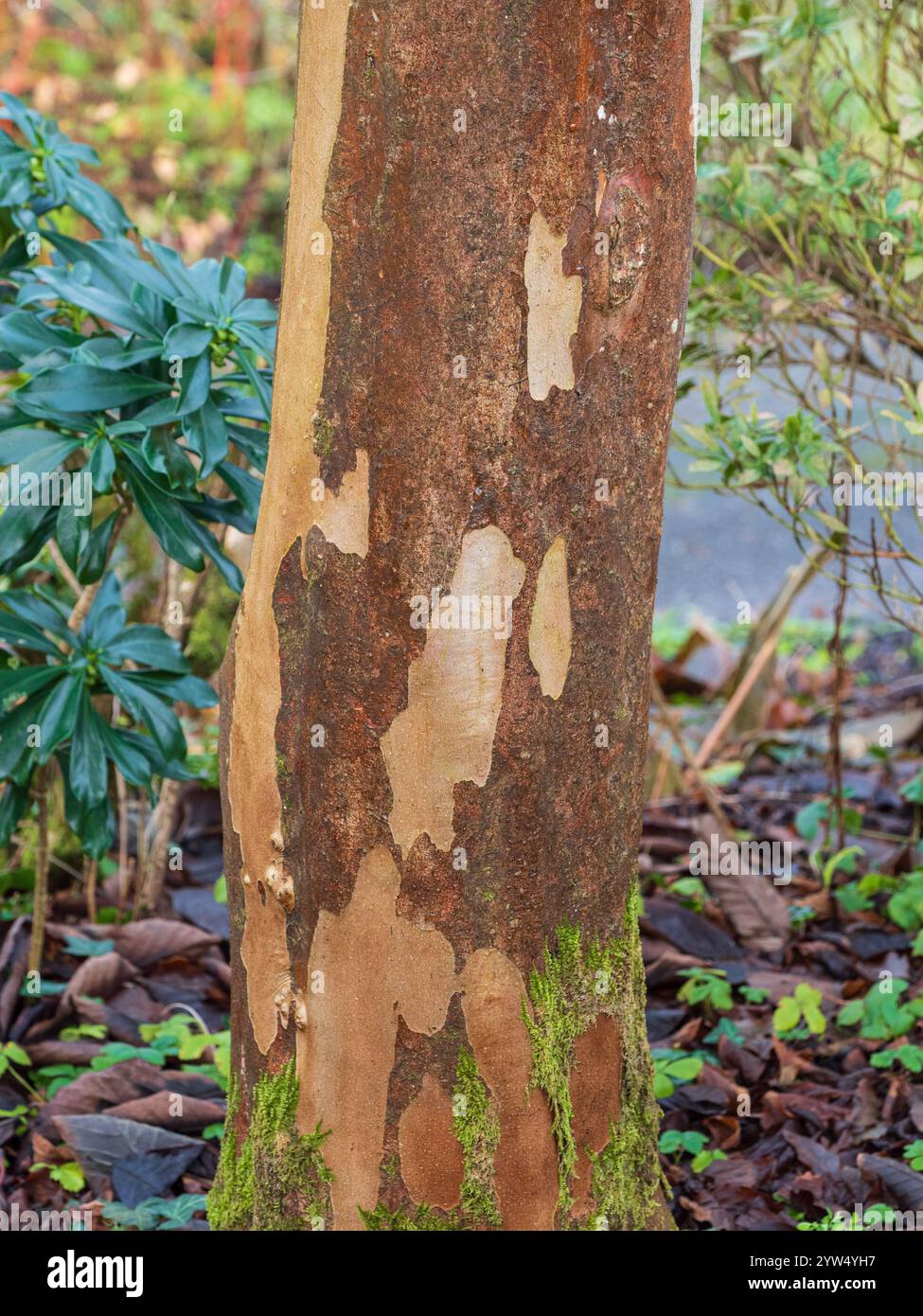 Braune, abblätternde äußere Rinde des harten Baumes, Stewartia pseudocamellia, darunter frische neue Rinde Stockfoto