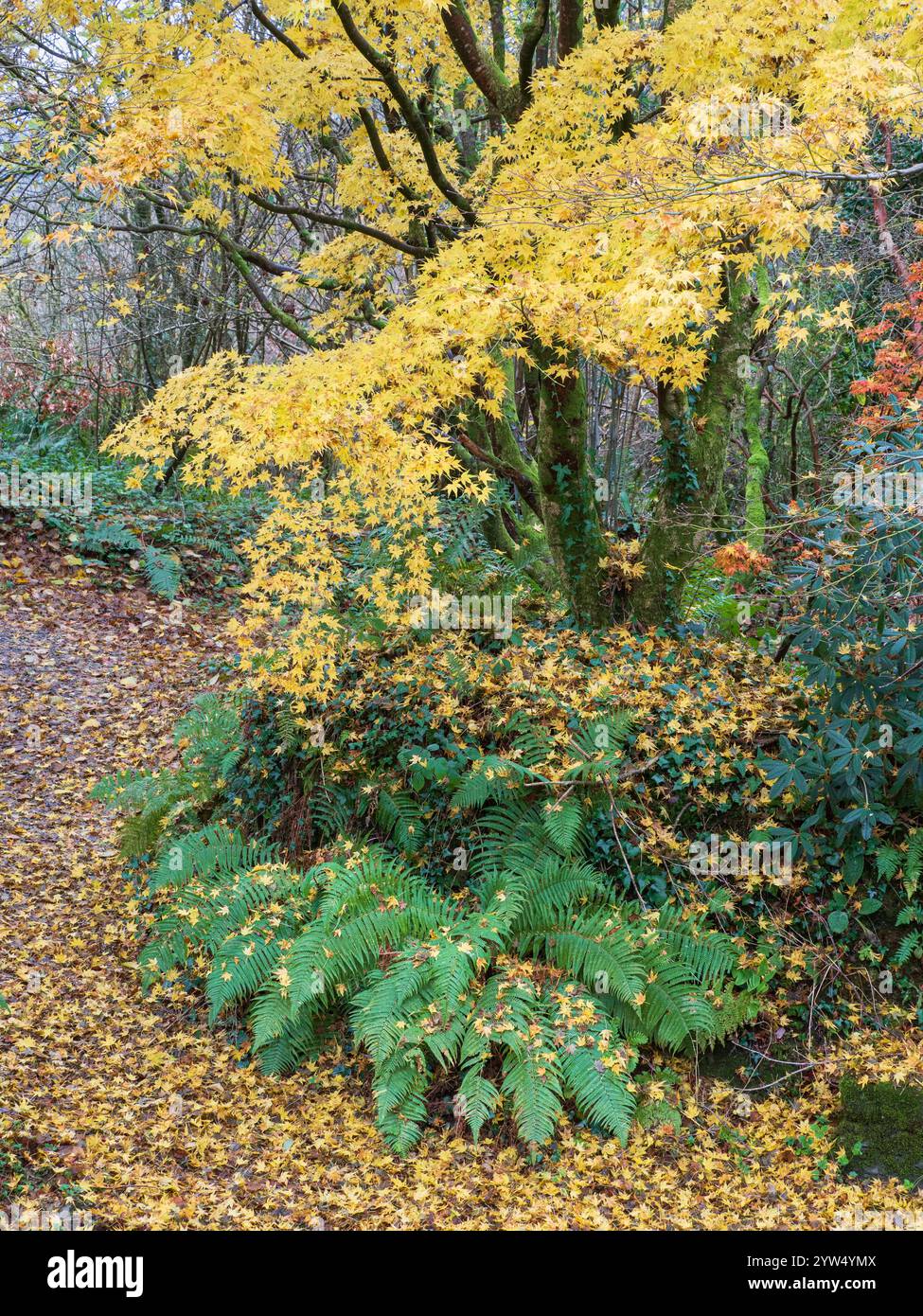 Goldenes Herbstlaub von Acer palmatum mit gefallenen Blättern, die einen Pfad bedecken, und Farnen aus Polystichum setiferum Stockfoto