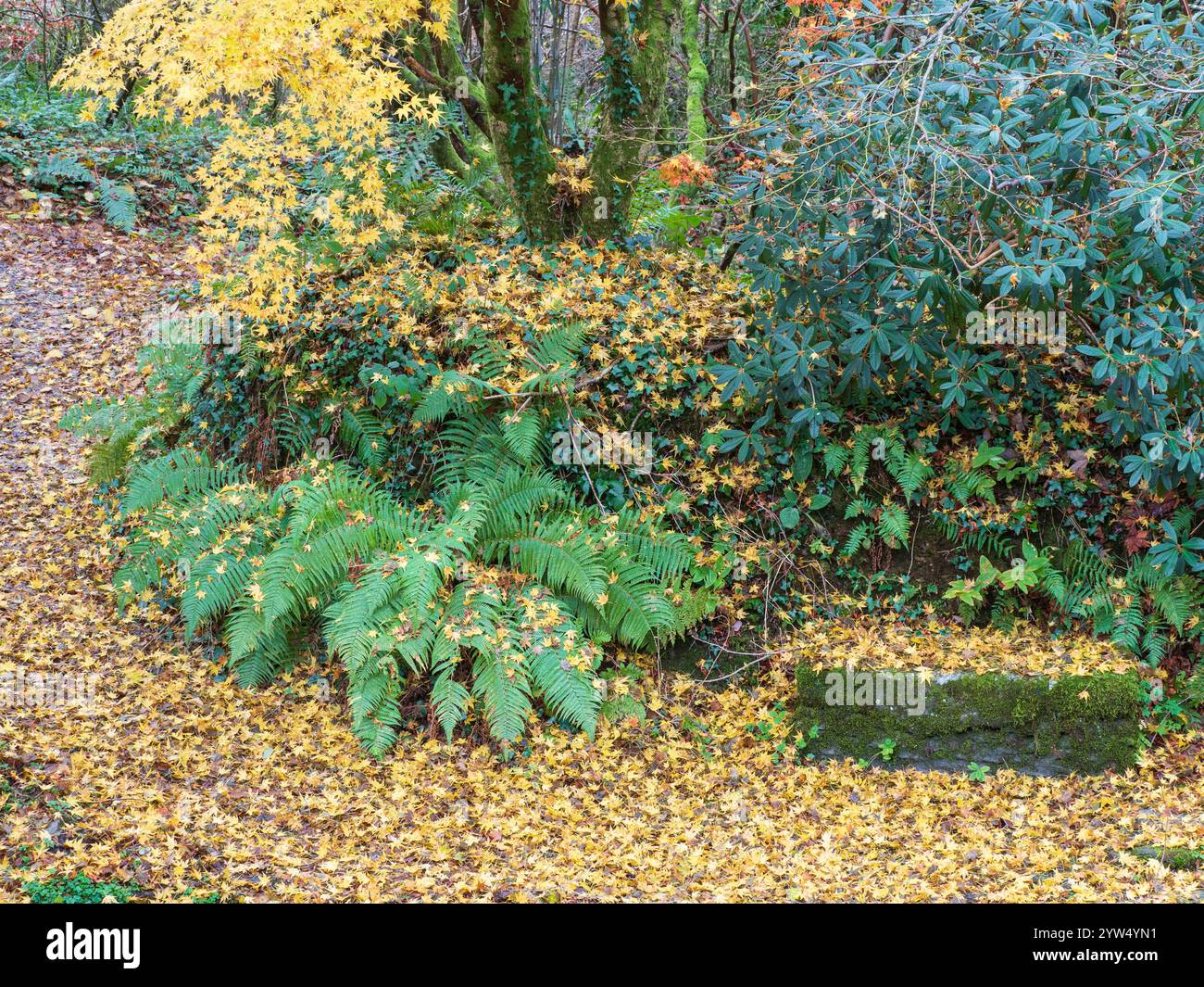 Goldenes Herbstlaub von Acer palmatum mit gefallenen Blättern, die einen Pfad bedecken, und Farnen aus Polystichum setiferum Stockfoto