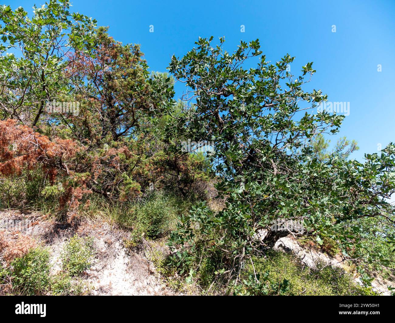 Olivenzweige mit Meer im Hintergrund. Stockfoto